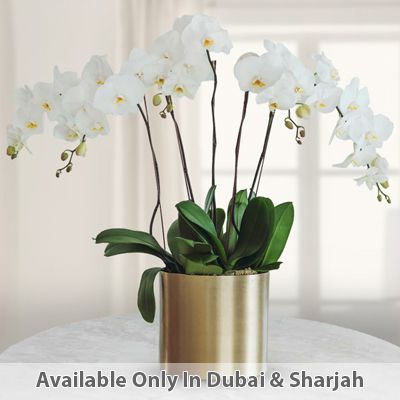 White Phalaenopsis Orchid