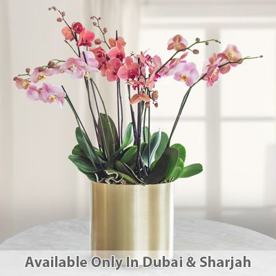 Mixed Phalaenopsis Orchid Plant